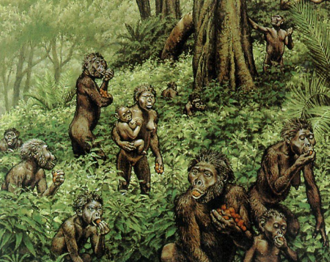 Предки людей жили на земле. Гоминиды дриопитеки. Неоген австралопитеки. ГРАЦИЛЬНЫЕ австралопитеки. Человекообразные обезьяны австралопитеки.