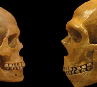 Y-хромосому неандертальцы получили от современного человека.