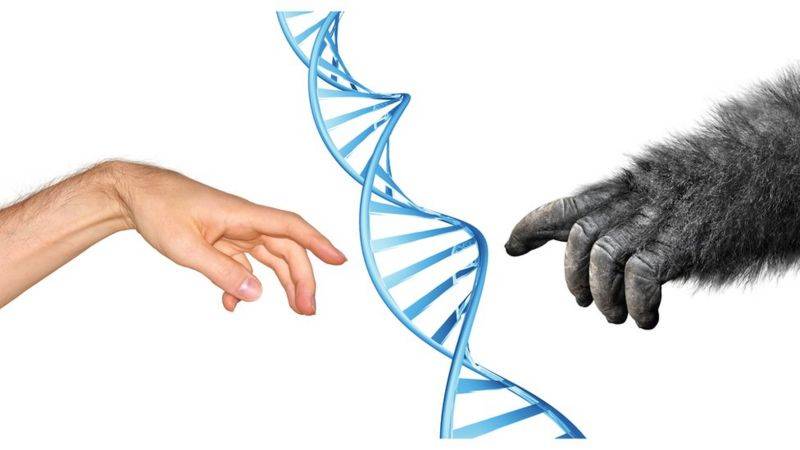 геном неандертальца