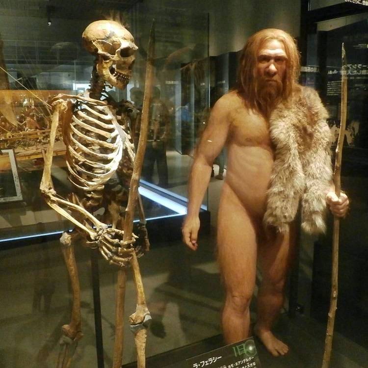 неандертальцы и люди