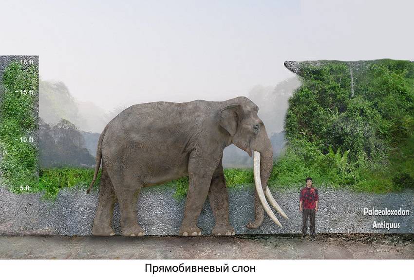 евразийский слон в Европе