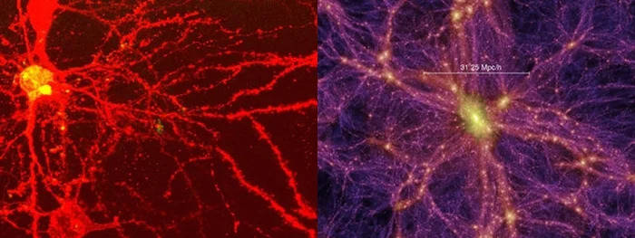 сходство между человеческим мозгом и Вселенной 