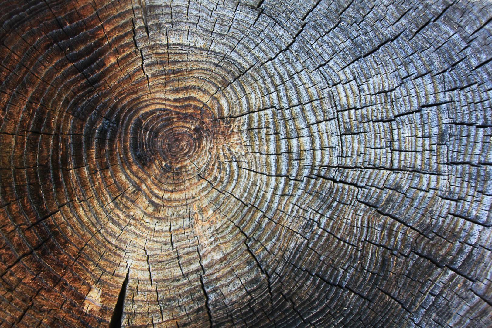 В кольцах древних деревьев могут храниться летописи