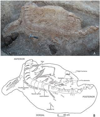 окаменелый ихтиозавр найден в Индии