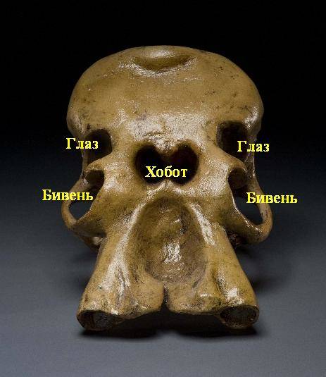 Предполагаемый череп, древнего циклопа. /liveinternet.ru/