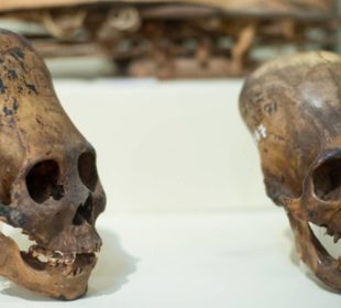 удлиненные черепа из Перу