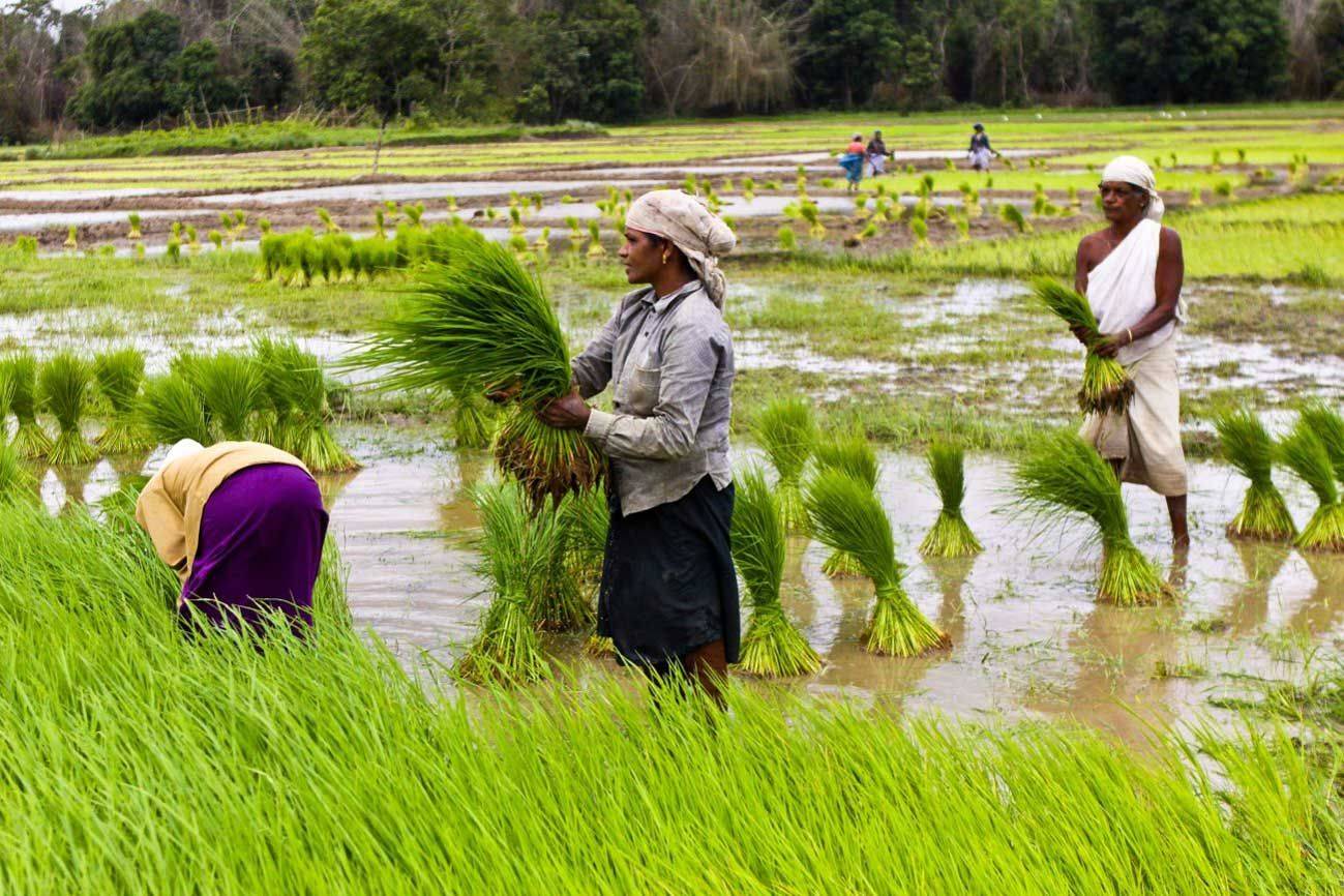 выращивание риса в Индии