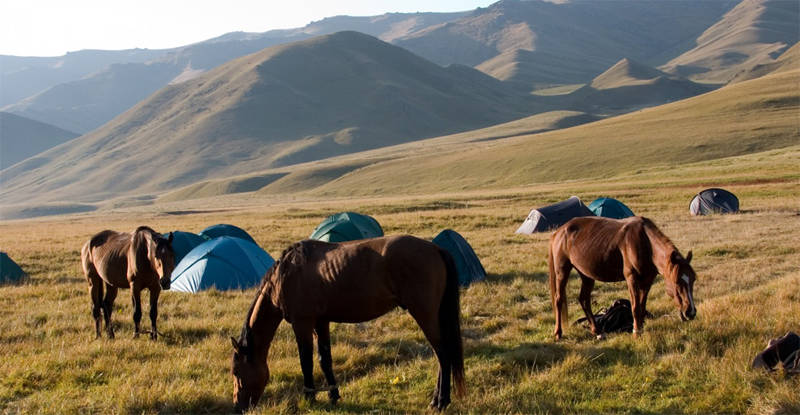 кыргызские лошади
