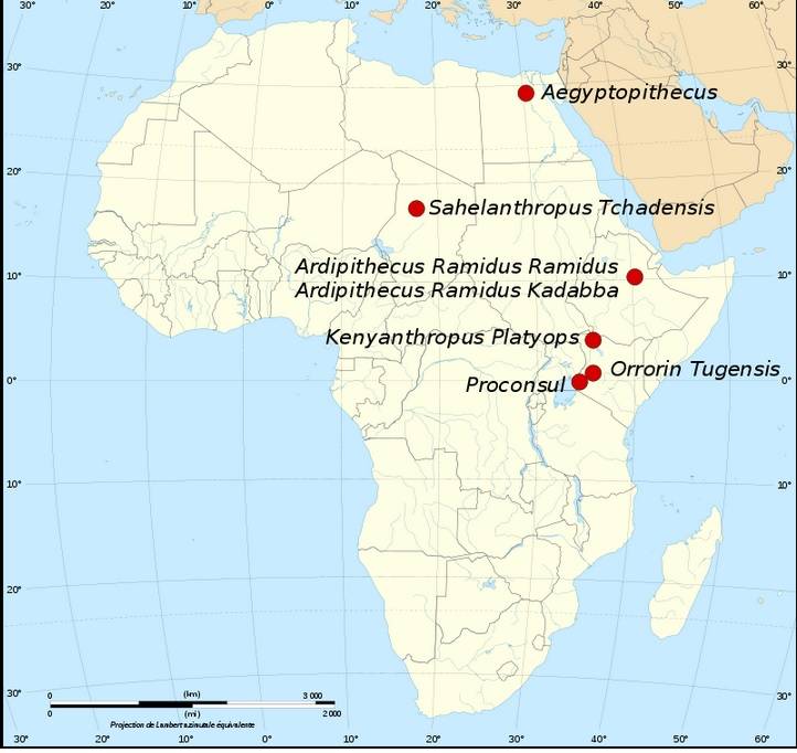 находки ардипитека в Африке /en.wikipedia.org/