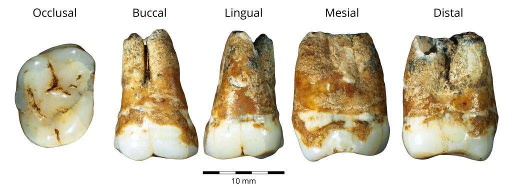 неандерталец и сапиенс. Верхние и нижние коренные зубы, взятые из пещеры Манот, датированные 38000 лет назад, демонстрируют смесь характеристик. Предоставлено: доктор Рэйчел Сариг (Rachel Sarig) /phys.org/news/.