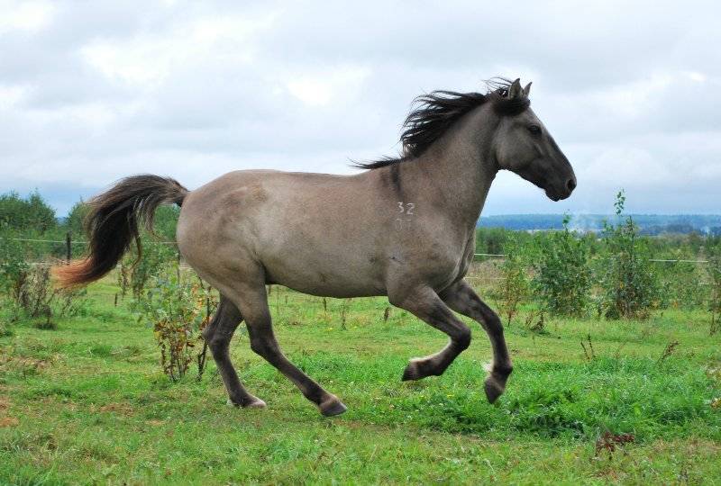 тарпан предок современной лошади