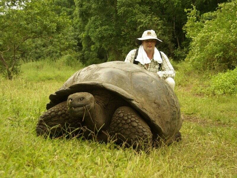 Долгожитель Галапагосская черепаха 