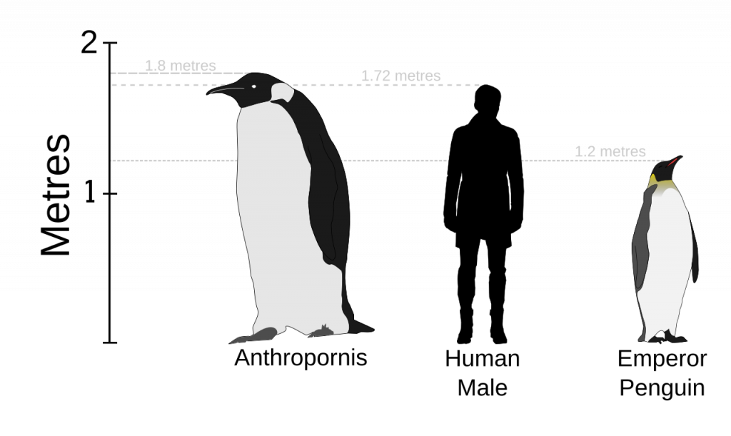 Пингвины, белые медведи и северные олени: почему холодолюбивые животные не вымирают от потепления?