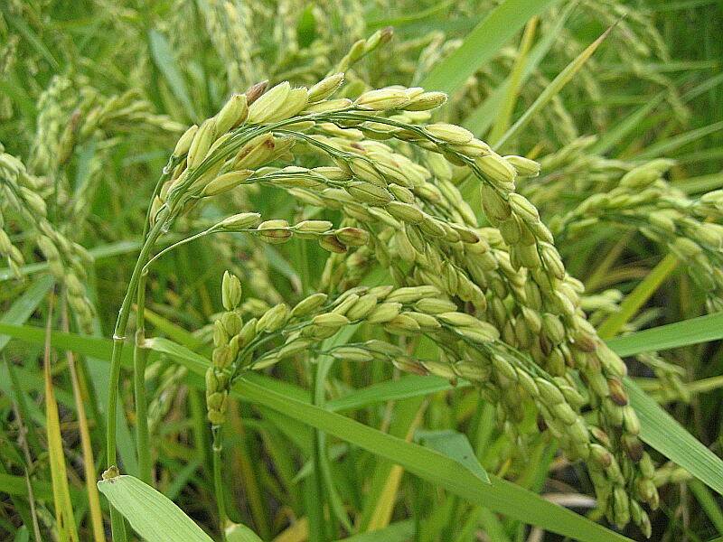 разновидности и сорта риса