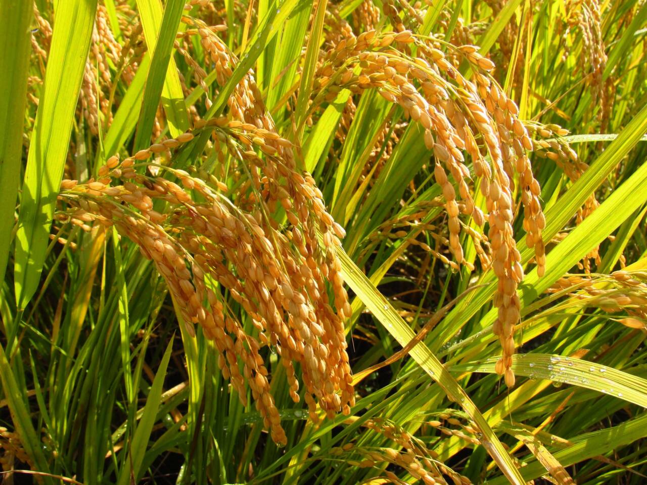 разновидности и сорта риса