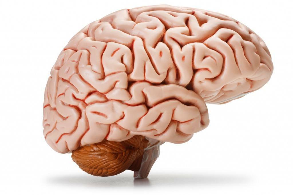 Ученые узнали, почему за последние три тысячи лет наш мозг уменьшился в размерах