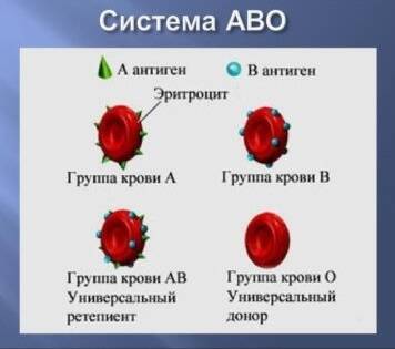 группы крови