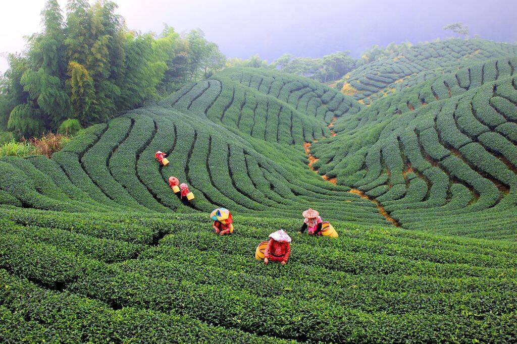 земледелие чай в Китае