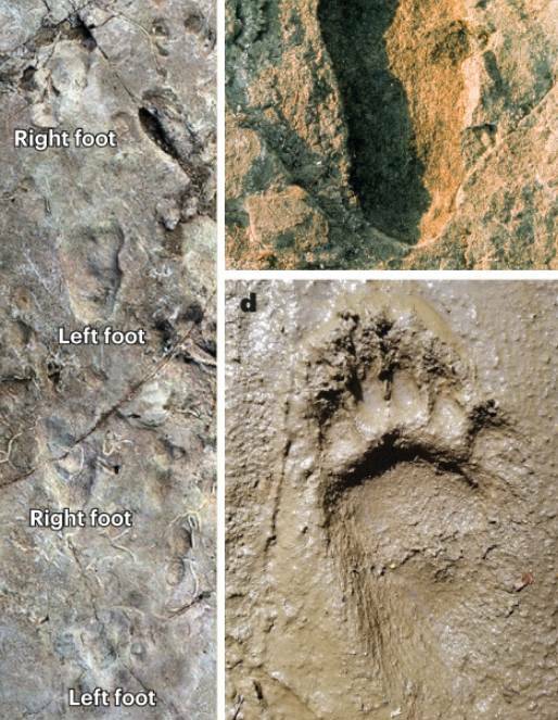 Здесь медведь не проходил: антропологи открыли древнего гоминида с уникальным прямохождением