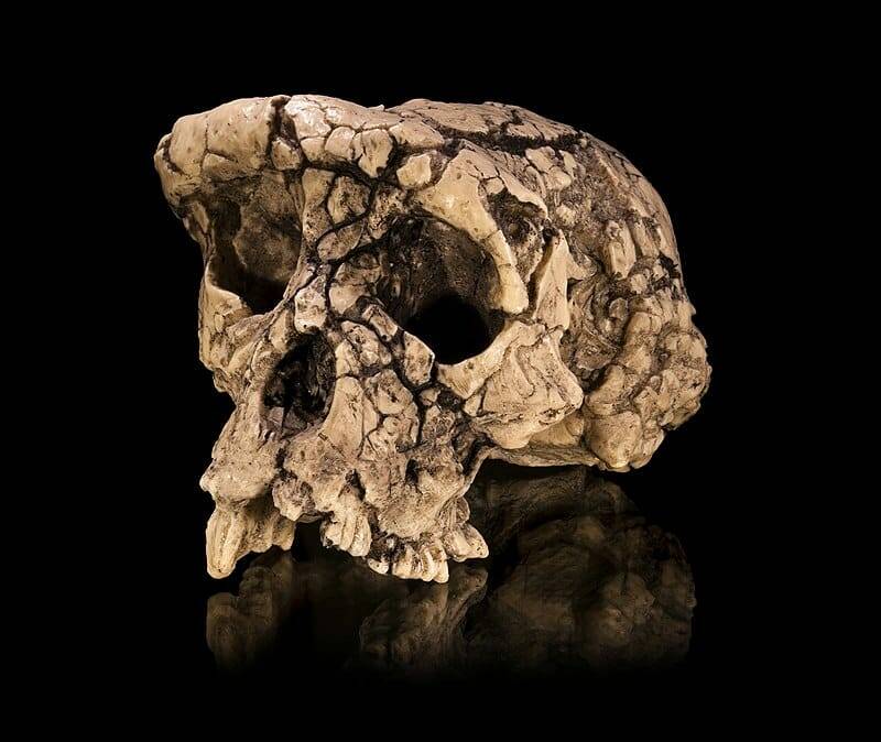 Предки людей встали на ноги уже семь миллионов лет назад. Стоило ли оно того?