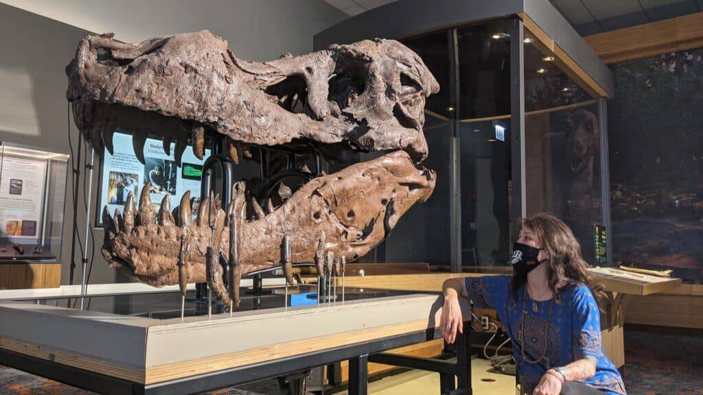 Ученые отвергли теорию об инфекционном происхождении дыр в черепе крупнейшего тираннозавра