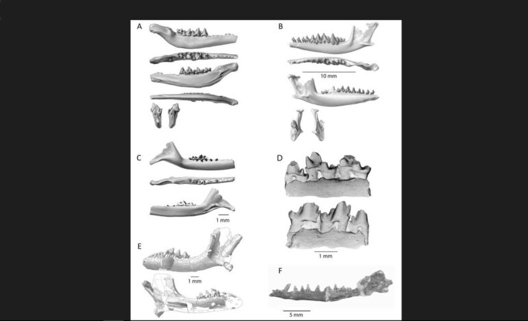 Австралию объявили «родиной слонов» и всех остальных плацентарных ...