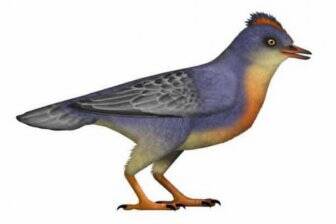 Baminornis zhenghensis птиц