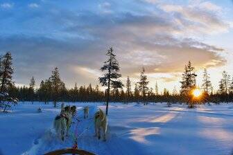 собак