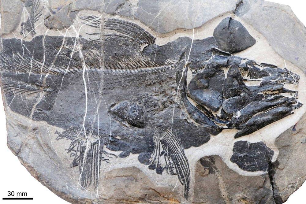 ископаемое