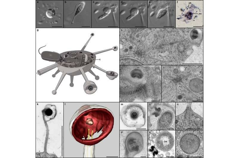 организмов